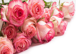 Jasnoróżowe, Róże, Krople