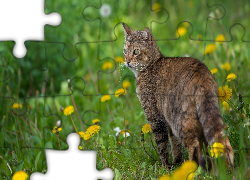 Bury, Kot, Łąka, Mniszek