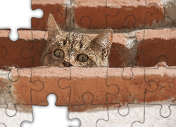 Bury, Kot, Spojrzenie, Wystraszony, Cegły