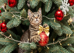 Kot, Świerkowe, Gałązki, Bombki, Światełka, Boże Narodzenie