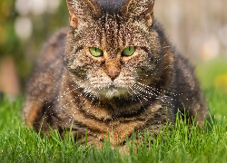 Kot, Bury, Zielone, Oczy, Trawa