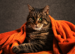 Bury, Kot, Zielone, Oczy, Pomarańczowy, Koc