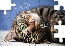 Bury, Kotek, Zielone, Oczy