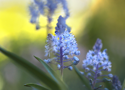 Niebieskie, Kwiaty, Cebulica dalmatyńska