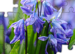 Niebieskie, Kwiaty, Cebulica syberyjska, Zbliżenie