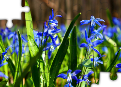 Niebieskie, Kwiaty, Cebulice