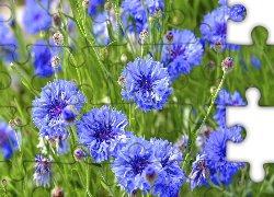 Kwiaty, Chabry, Niebieskie, Pąki