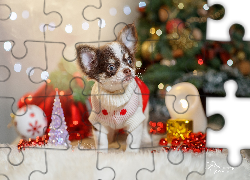 Pies, Chihuahua, Ubranko, Dekoracje, Świąteczne