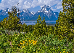 Góry, Drzewa, Kwiaty, Park Narodowy Grand Teton, Wyoming, Stany Zjednoczone