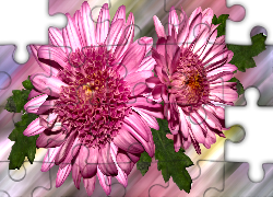 Kwiaty, Chryzantema, Grafika