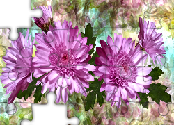 Kwiaty, Chryzantemy, Grafika