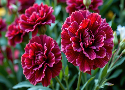 Kwiaty, Goździki, Ciemnoczerwone, Zbliżenie