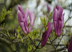 Magnolia, Ciemnoróżowe, Kwiaty, Gałązki