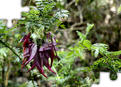 Bordowe, Egzotyczne, Kwiaty, Clianthus, Liście