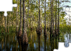 Las, Drzewa, Cyprysy, Mokradła, Rezerwat, Big Cypress National Preserve, Stan Floryda, Stany Zjednoczone