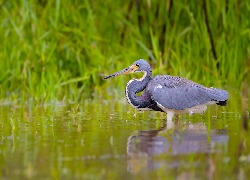 Ptak, Czapla trójbarwna, Woda