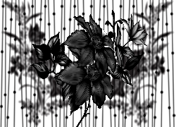 Czarne, Kwiaty, Grafika