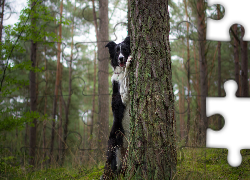 Las, Pies, Border collie, Drzewa