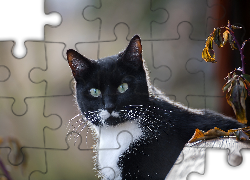 Czarno-biały, Kot, Liście