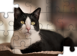 Kot, Czarno-biały, Zapatrzony