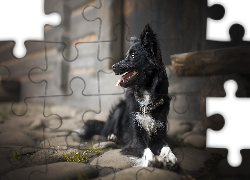 Pies, Obroża, Dom, Bruk