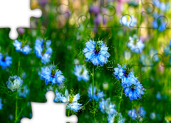 Niebieskie, Kwiaty, Czarnuszki siewne