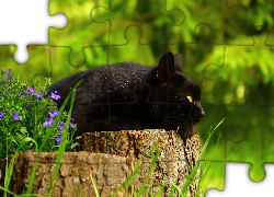 Czarny, Kotek, Pieniek, Fioletowe, Kwiatki