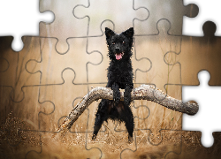 Pies, Kundelek, Postawa, Konar, Łąka, Trawa