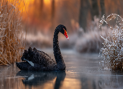 Czarny, Łabędź, Staw, Zarośla, Grafika AI