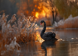Czarny, Łabędź, Jezioro, Zachód słońca, Szuwary, Grafika AI