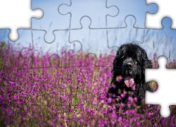 Pies, Łąka, Kwiaty, Nowofundland