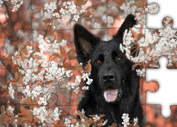 Pies, Czarny owczarek niemiecki, Białe, Kwiatki, Gałązki