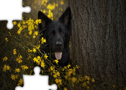 Pies, Czarny owczarek niemiecki, Mordka,  Drzewo, Kwiaty