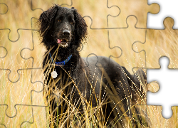 Czarny, Pies, Łąka, Trawa