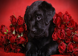 Czarny, Labrador retriever, Czerwone, Róże