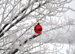 Drzewo, Oszronione, Śnieg, Czerwona, Bombka, Boże Narodzenie