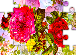 Kwiaty, Róża, Paki, Grafika