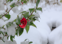 Czerwona, Róża, Śnieg