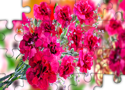 Kwiaty, Czerwone, Goździki, Grafika