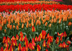 Tulipany, Kolorowe, Czerwone