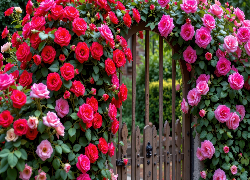 Ogród, Brama, Kwiaty, Pnące, Róże, Czerwone, Różowe, AI