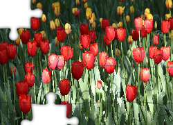 Kwiaty, Tulipany, Czerwone, Żółte, Listki