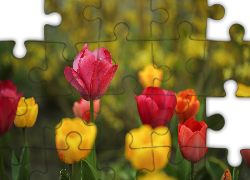 Tulipany, Czerwone, Żółte, Kwiaty