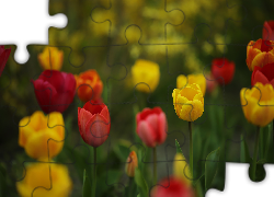 Kolorowe, Tulipany, Czerwone, Żółte, Kwiaty