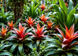 Rośliny, Kwiaty, Bromelia