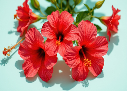 Hibiskusy, Czerwone, Kwiaty