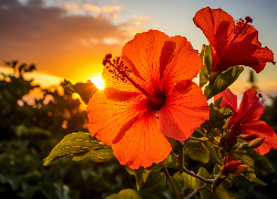 Hibiskusy, Czerwone, Kwiaty, Zachód słońca, Grafika