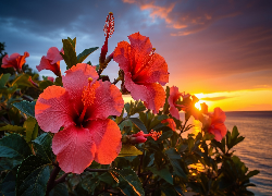 Hibiskusy, Kwiaty, Morze, Zachód słońca, Grafika