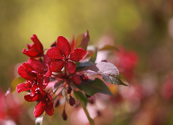 Czerwone, Kwiaty, Jabłoń