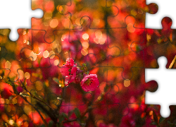 Czerwone, Kwiaty, Gałązki